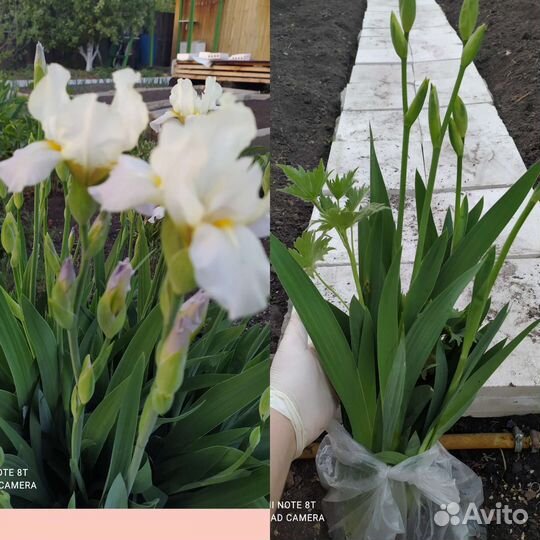 Ирис бело-голубой