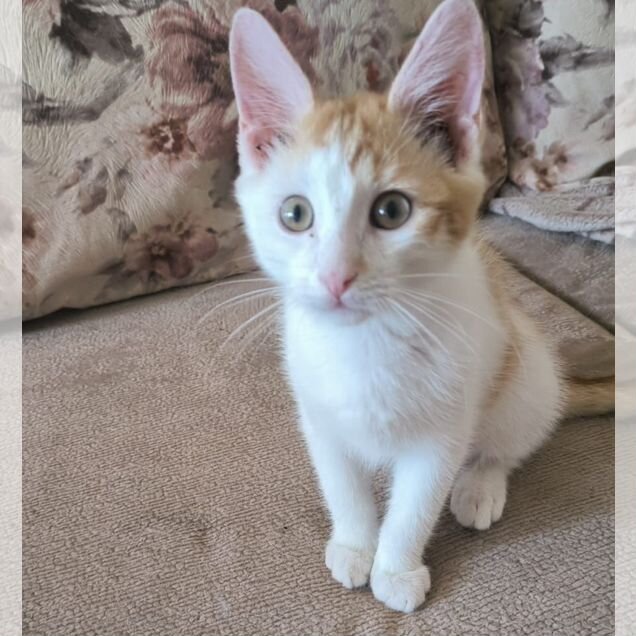Котёнок в добрые руки