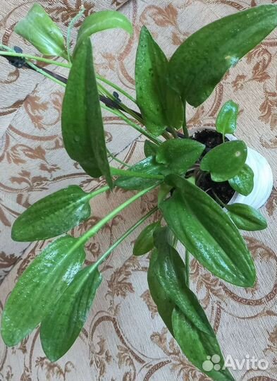 Цветок домашний дримиопсис