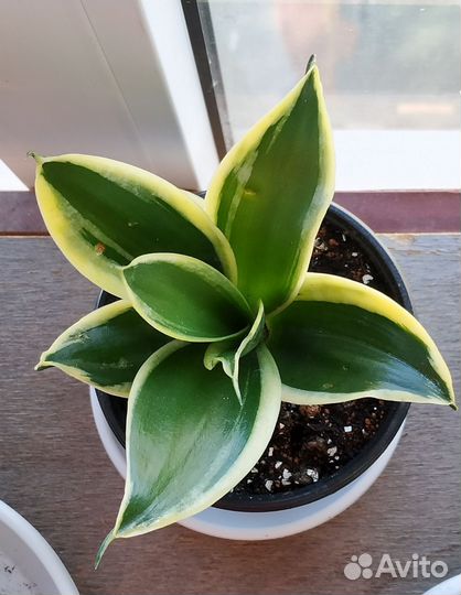 Сансевиерия Ханни Блэк Стар