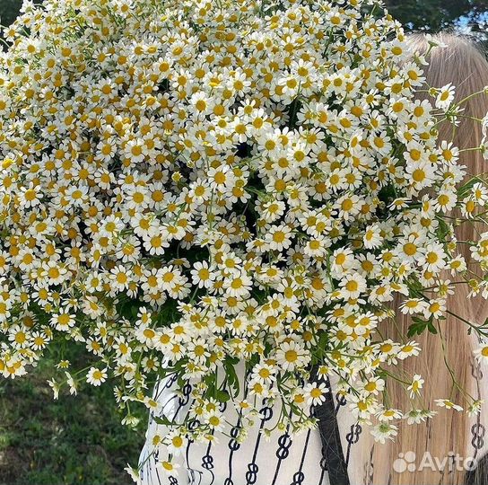 Букеты. Доставка ромашек