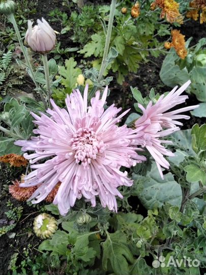 Хризантемы