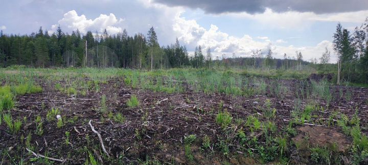 Участок 12 сот. (СНТ, ДНП)