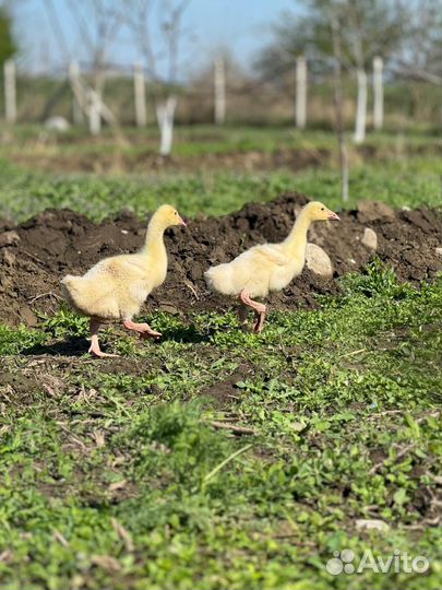 Гуси Гусята