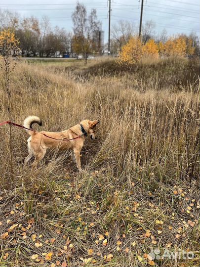 Собака из приюта