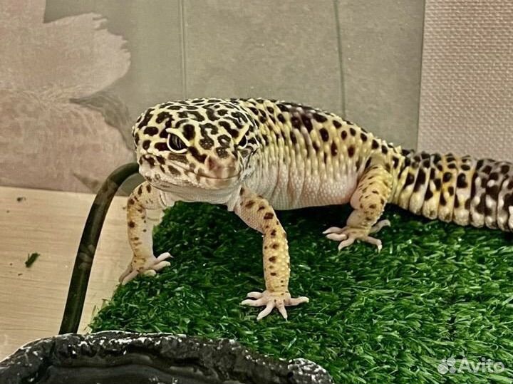Эублефар геккон с террариумом