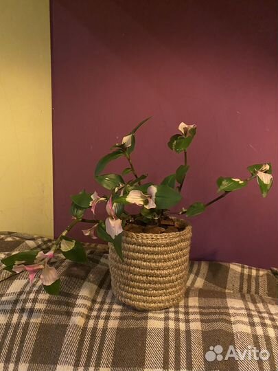 Традисканцыя в джутовом кашпо