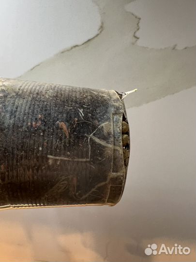 Алоказия регал шилдс