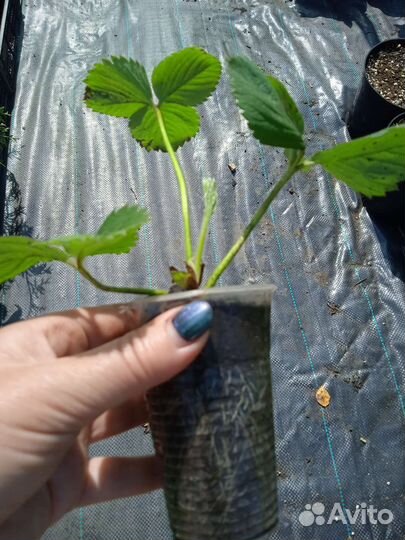 Рассада клубники