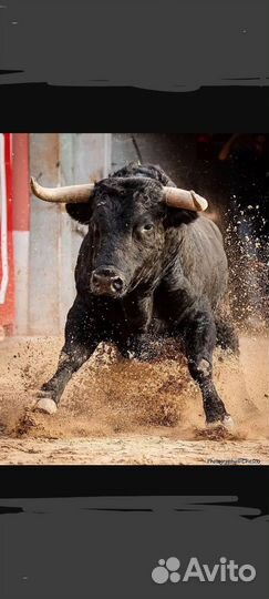 Быки на мясо