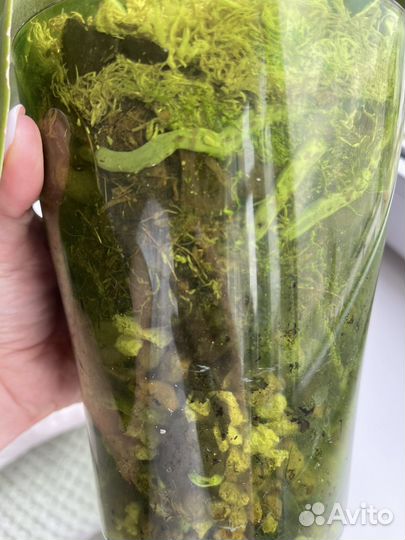 Орхидея фаленопсис Горизонт