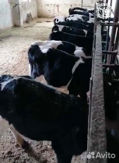 Телята Бычки