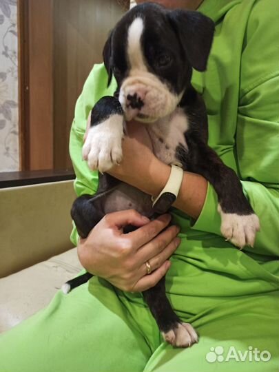 Продам боксер собака