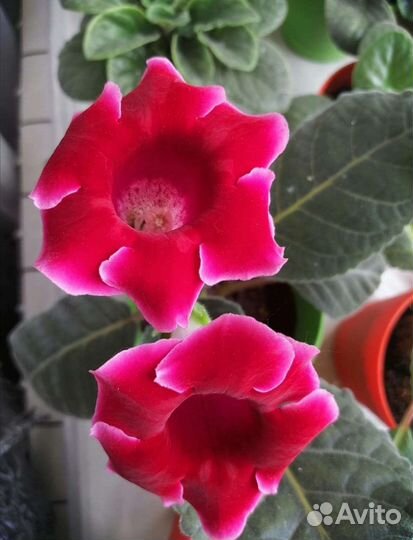 Глоксинии (сеянцы и верхушки), эписции