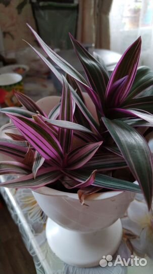 Комнатные цветы педилантус и другие