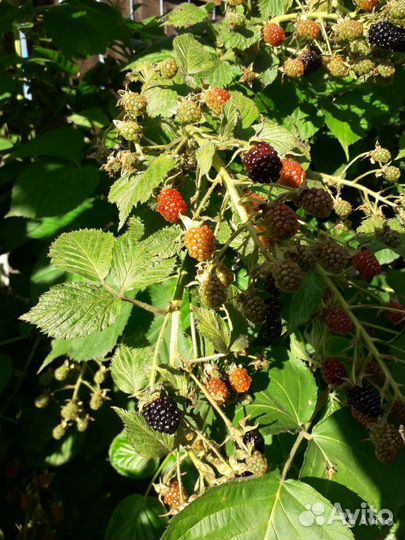 Саженцы ежевики,Клематис,Вербейник