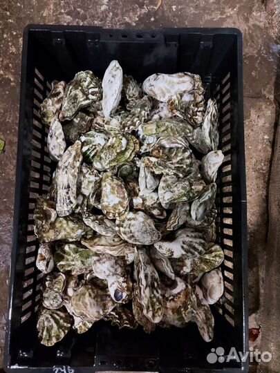 Живые устрицы опт, розница