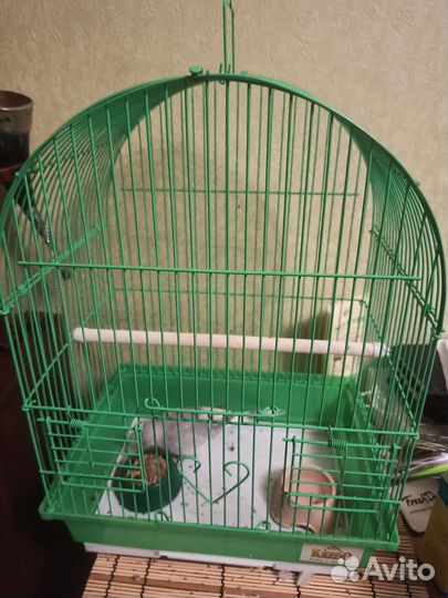 Бриллиантовая горлица с клеткой