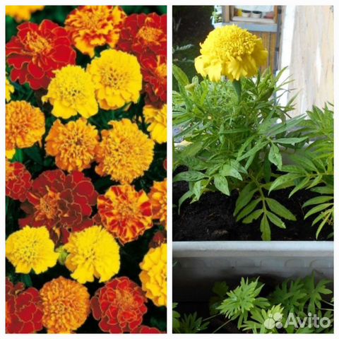 Семена однолетних цветов