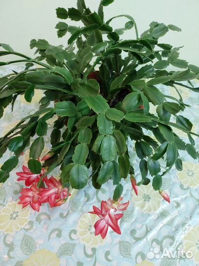 Комнатные растения: Шлюмбергера, Мирт