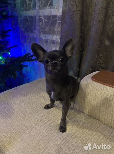 Вязка кобель чихуахуа