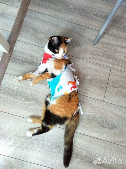 Кошка, около 1 года