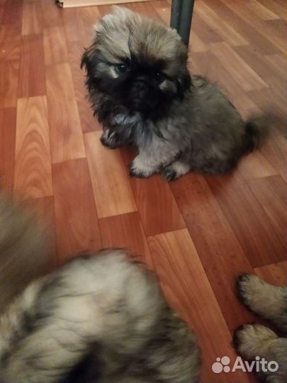 Продаются щенки пекинеса