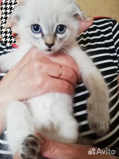 Домашние животные котята