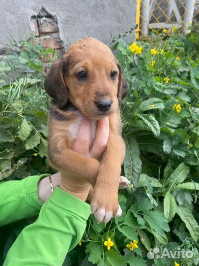 Щенки русской гончей