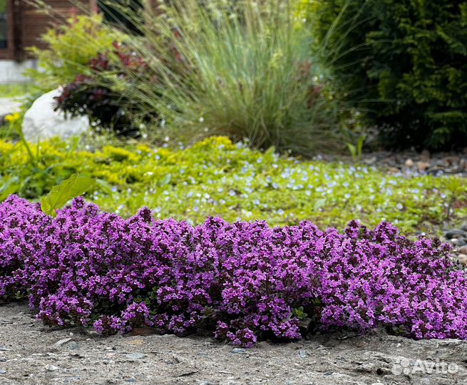 Тимьян ползучий (Чабрец)