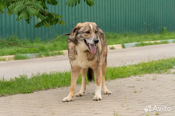Плюшевый красавец в добрые руки