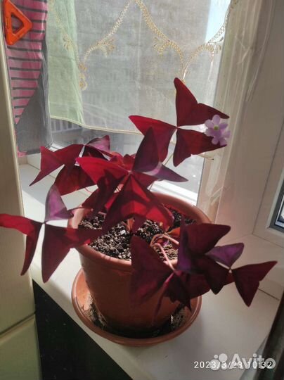 Кислица, оксалис, фиолетовый