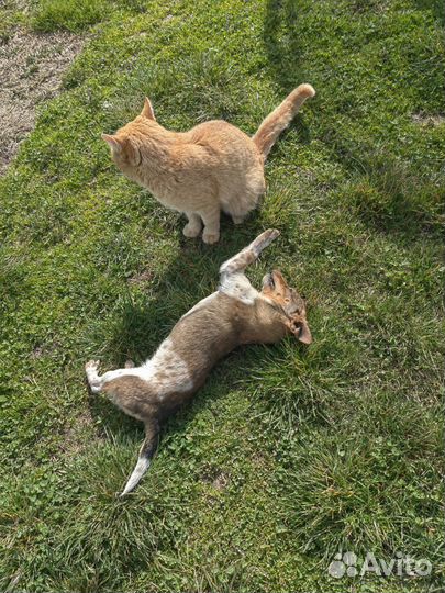 Маленькая собака в добрые руки отдам бесплатно