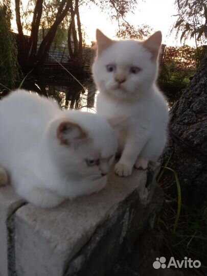 Кошка в дар