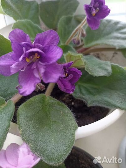 Фиалка сортовая