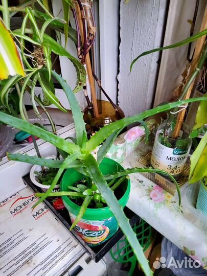 Хлорофитум каланхое золотой ус молочай