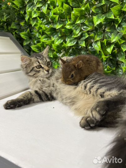 Лучшие кролики карликовые