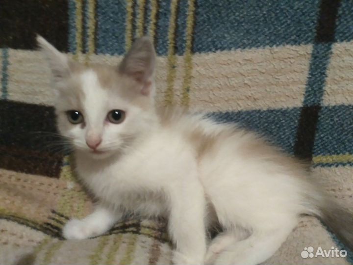 Отдам кошечку 2 месяца