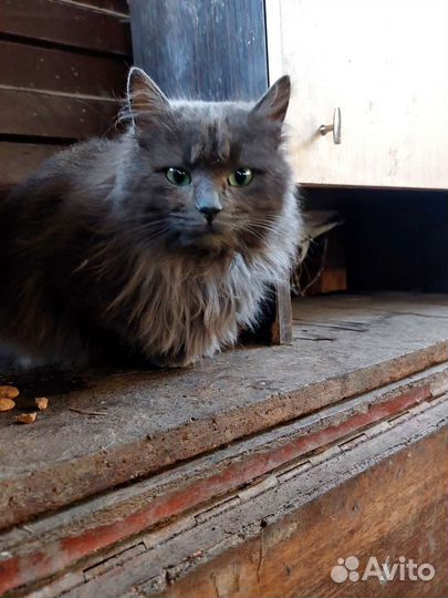 Котёнок мальчик в добрые руки