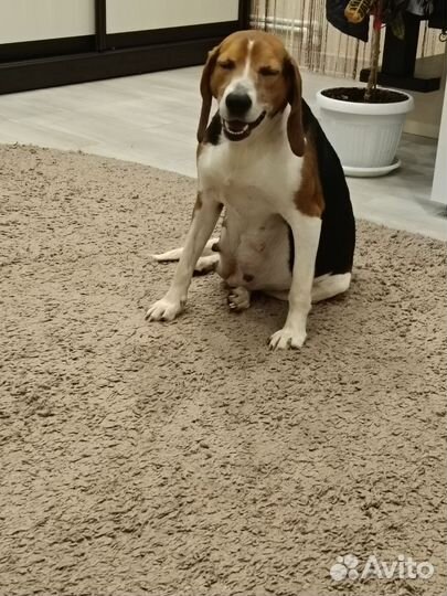 Эстонская гончая щенки