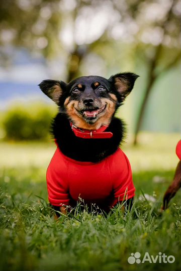 Фотограф анималист