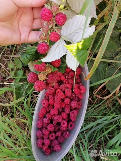 Ремонтантная малина