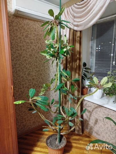 Продам молочай