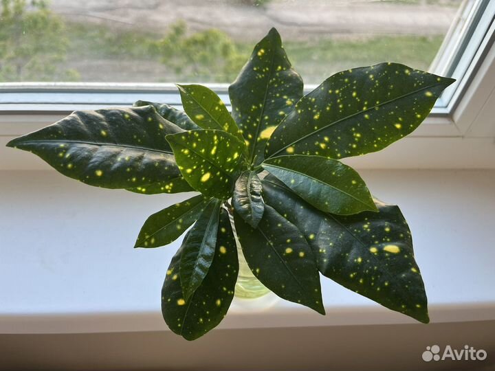 Кротон голд сан