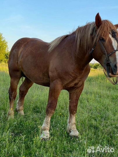 Жеребец тяжеловоз