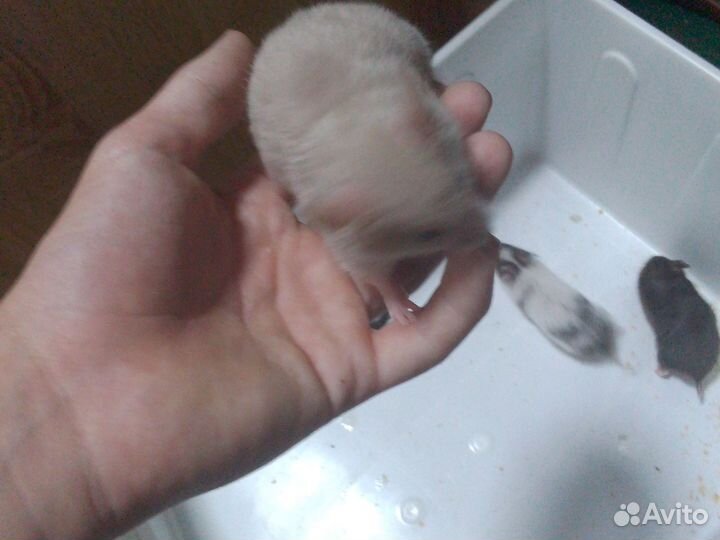 Сирийские хомячки