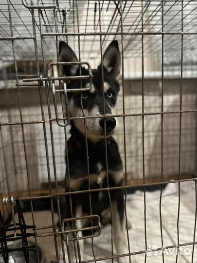 Перевозка домашних животных по всему миру