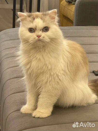 Красивый и ласковый шотландский кот в добрые руки