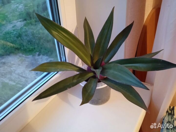 Комнатные цветы