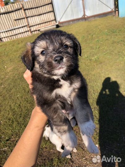 Щенки в дар